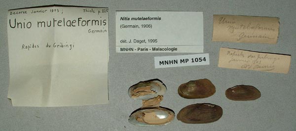 specimen