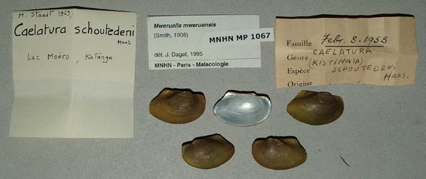specimen
