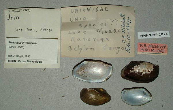 specimen