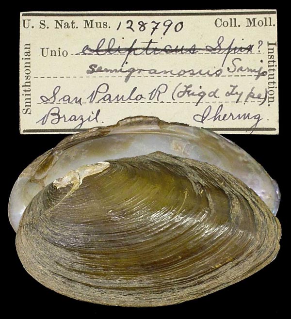 specimen