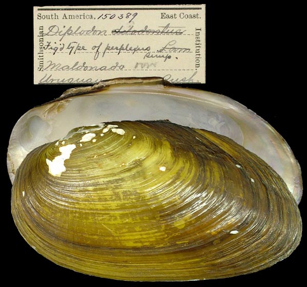 image of lot USNM_150389 image of lot USNM_150389