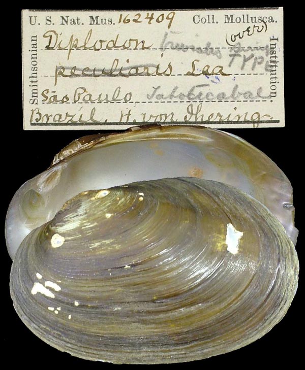 image of lot USNM_162409 image of lot USNM_162409