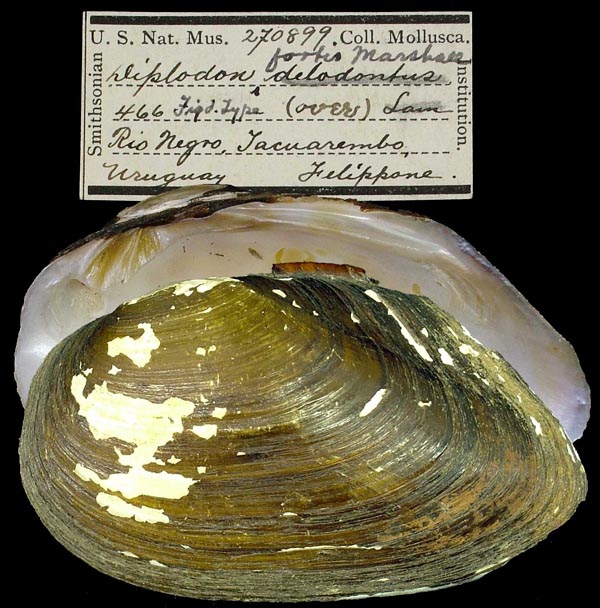 image of lot USNM_270899 image of lot USNM_270899