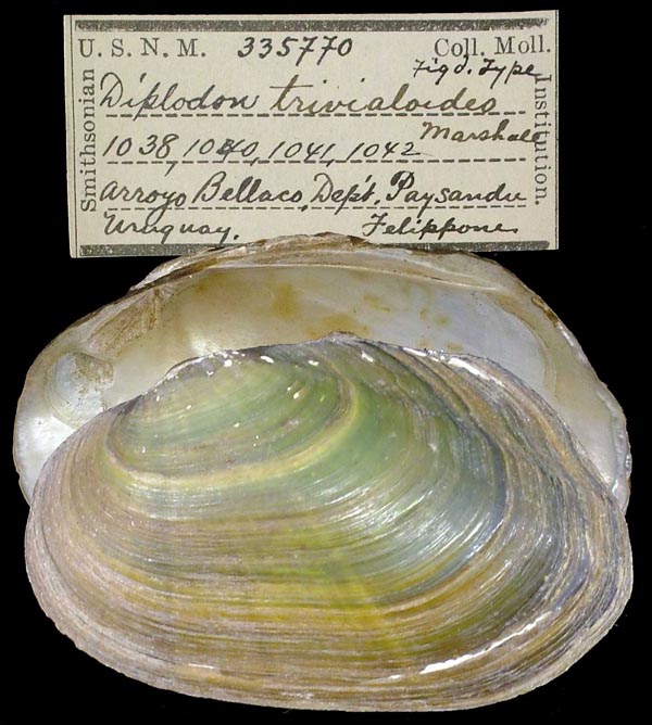 image of lot USNM_335770 image of lot USNM_335770