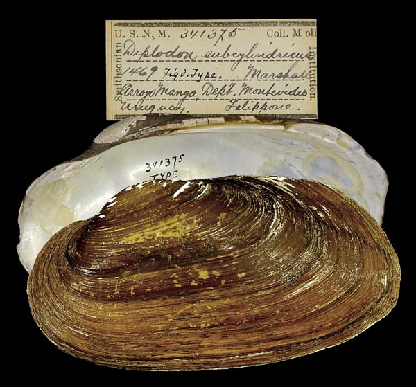 specimen