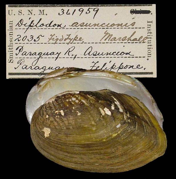 specimen