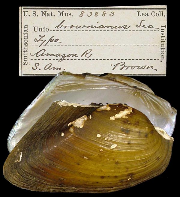 specimen