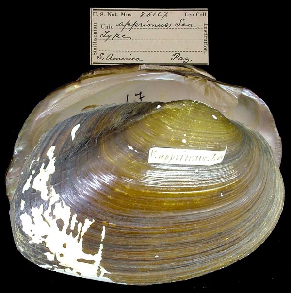 specimen