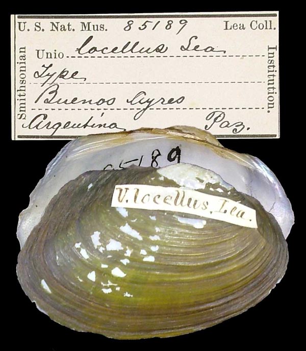 specimen