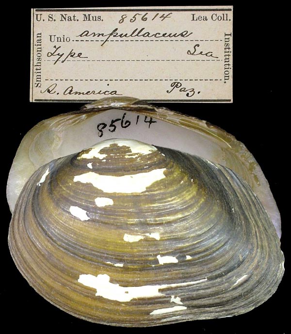 specimen