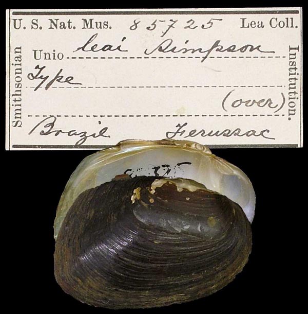 image of lot USNM_85725 image of lot USNM_85725