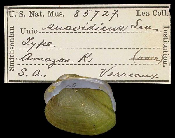 specimen