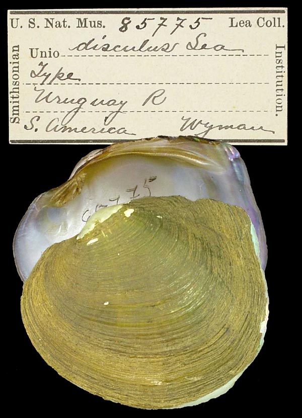 specimen
