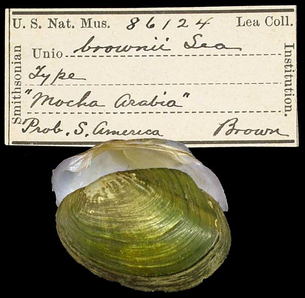 specimen