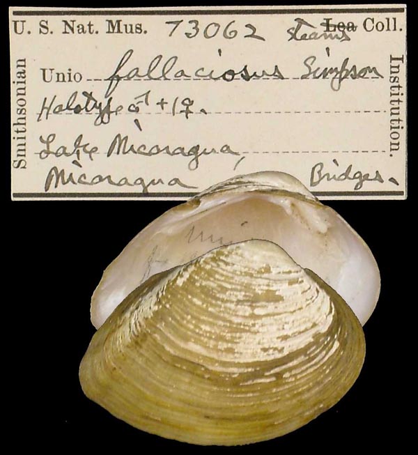 specimen