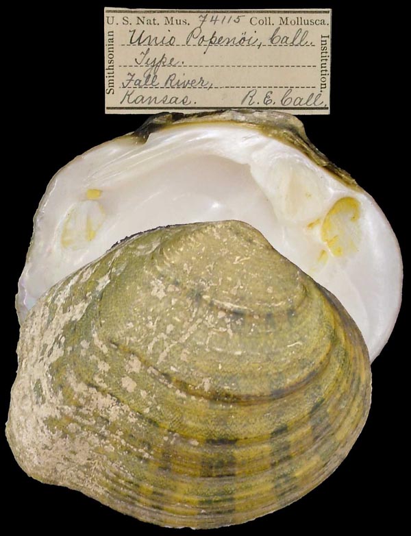 specimen