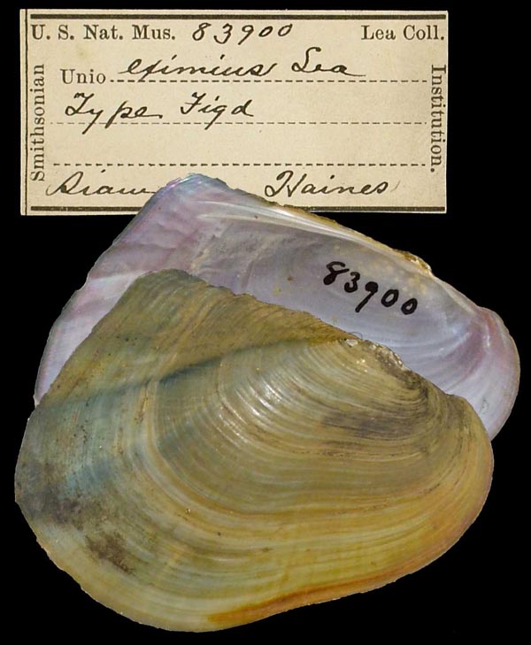 specimen
