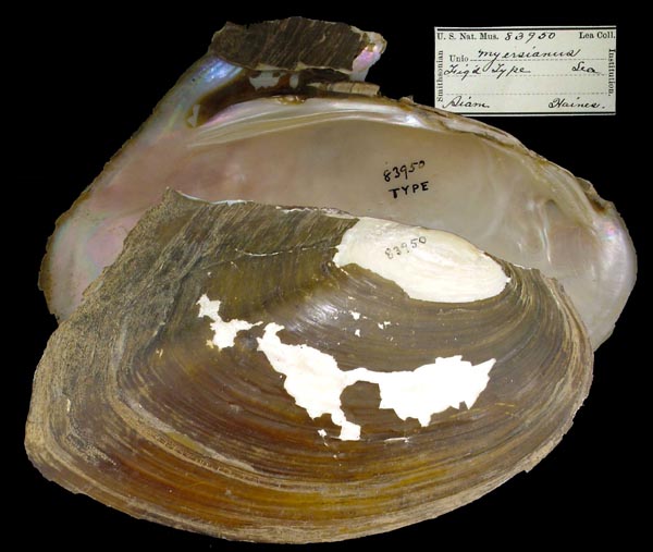 specimen
