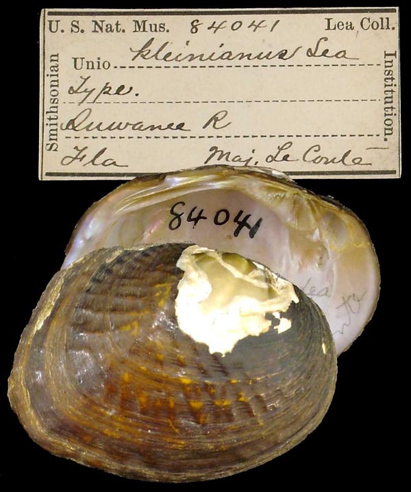 image of lot USNM_84041