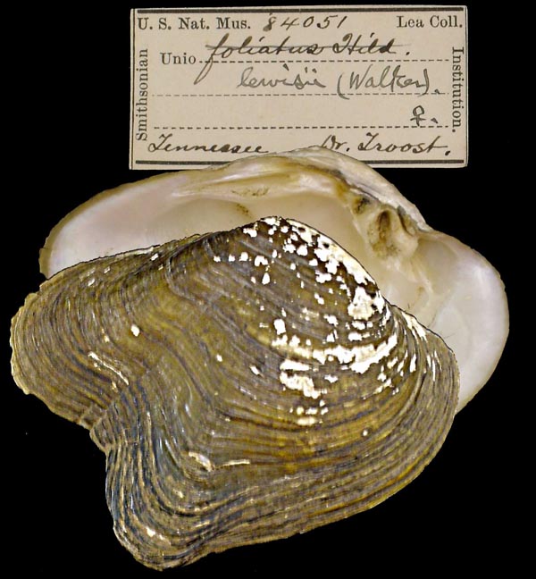 specimen