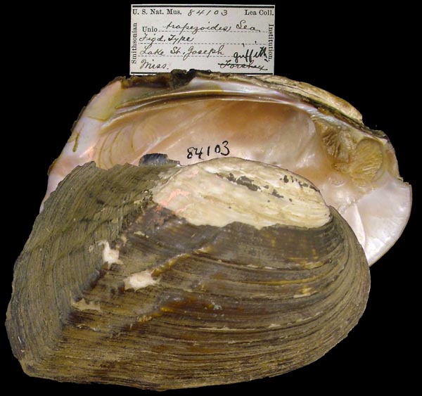 specimen
