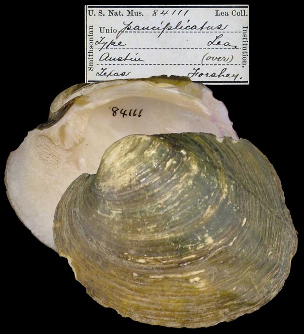 specimen