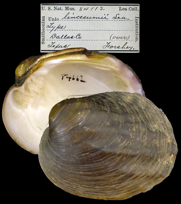 specimen