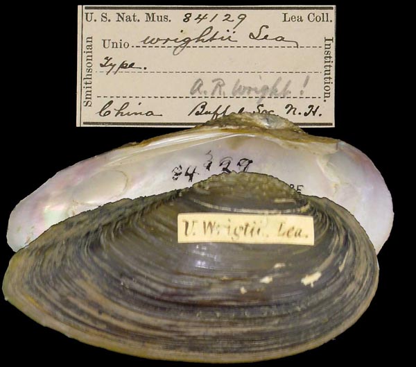 specimen