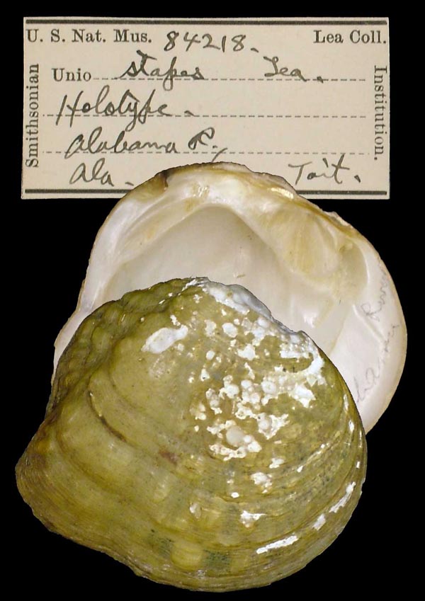 specimen