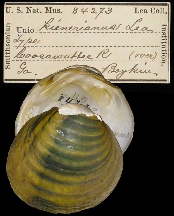 specimen