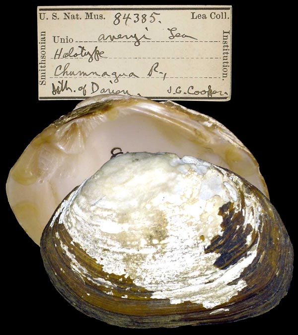 specimen