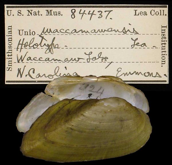 specimen