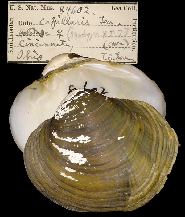 specimen