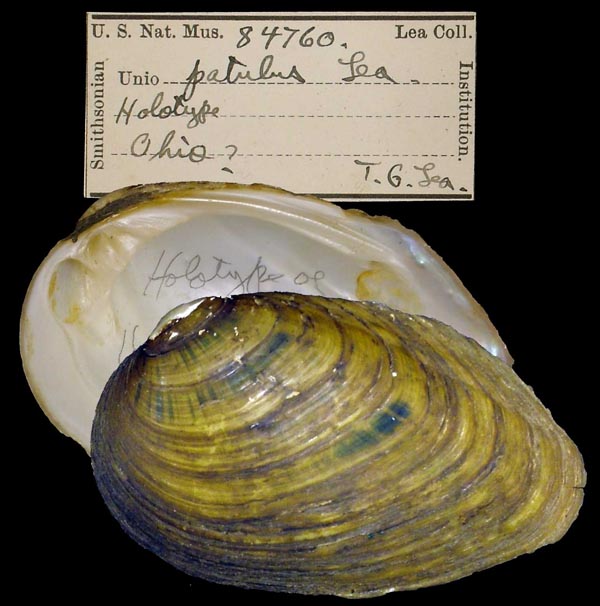 specimen