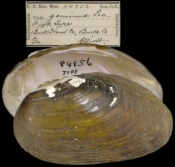 specimen