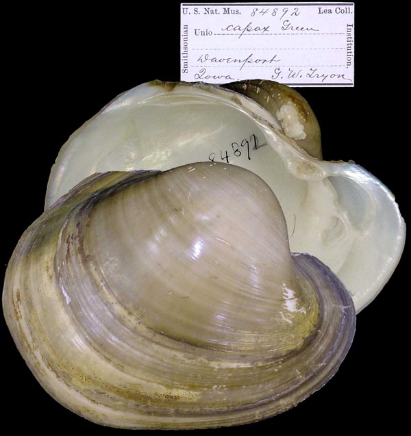 specimen