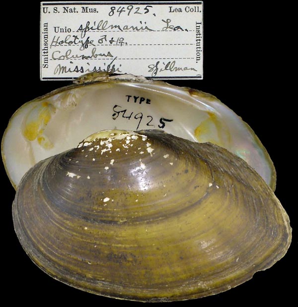 specimen