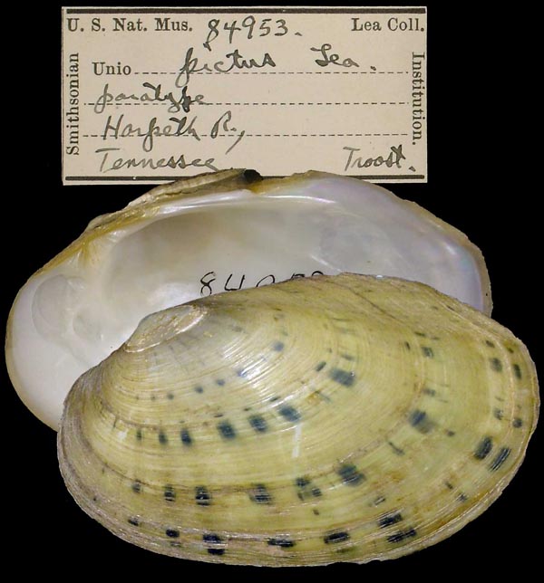 specimen