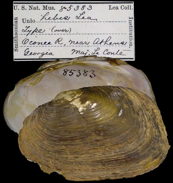 specimen