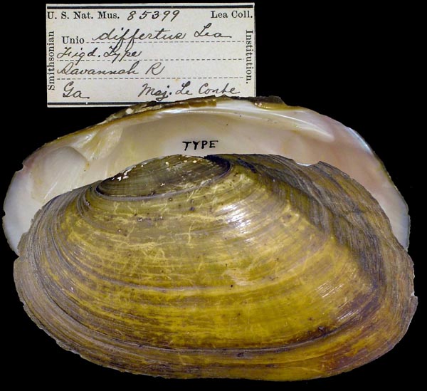 specimen