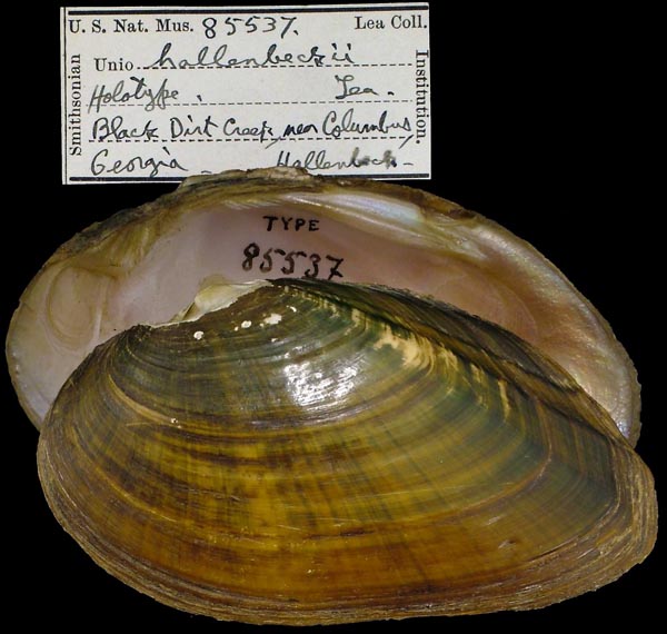 specimen