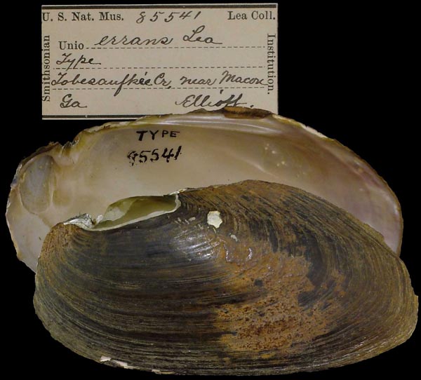 specimen
