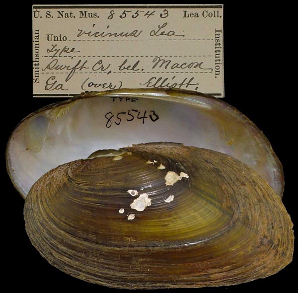 specimen