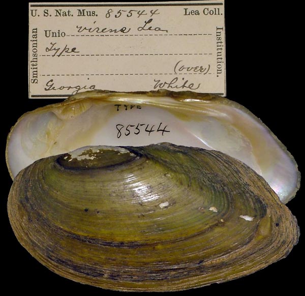 specimen