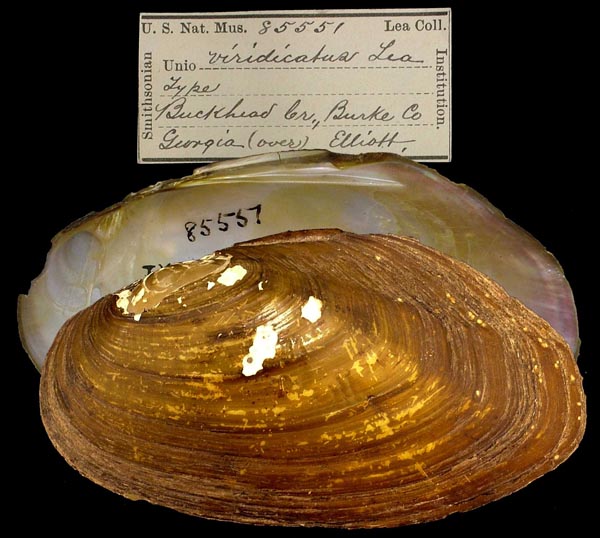 specimen