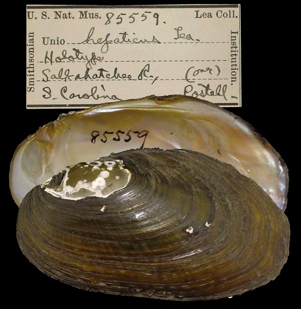 specimen