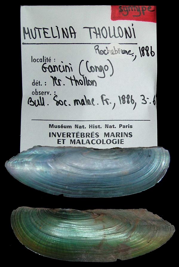 specimen
