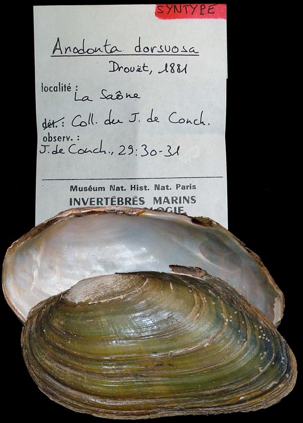 specimen