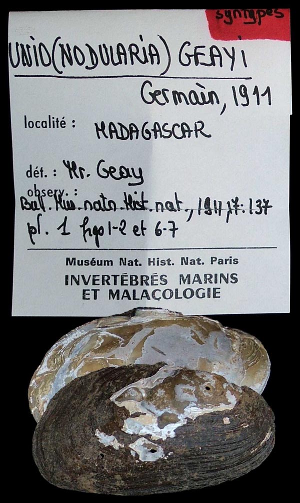 specimen