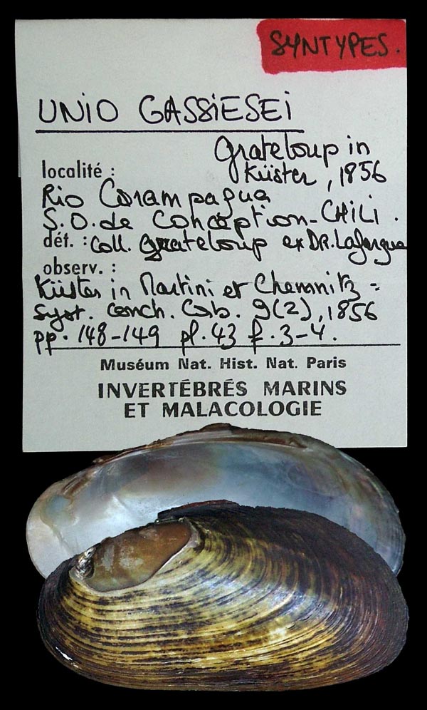 specimen